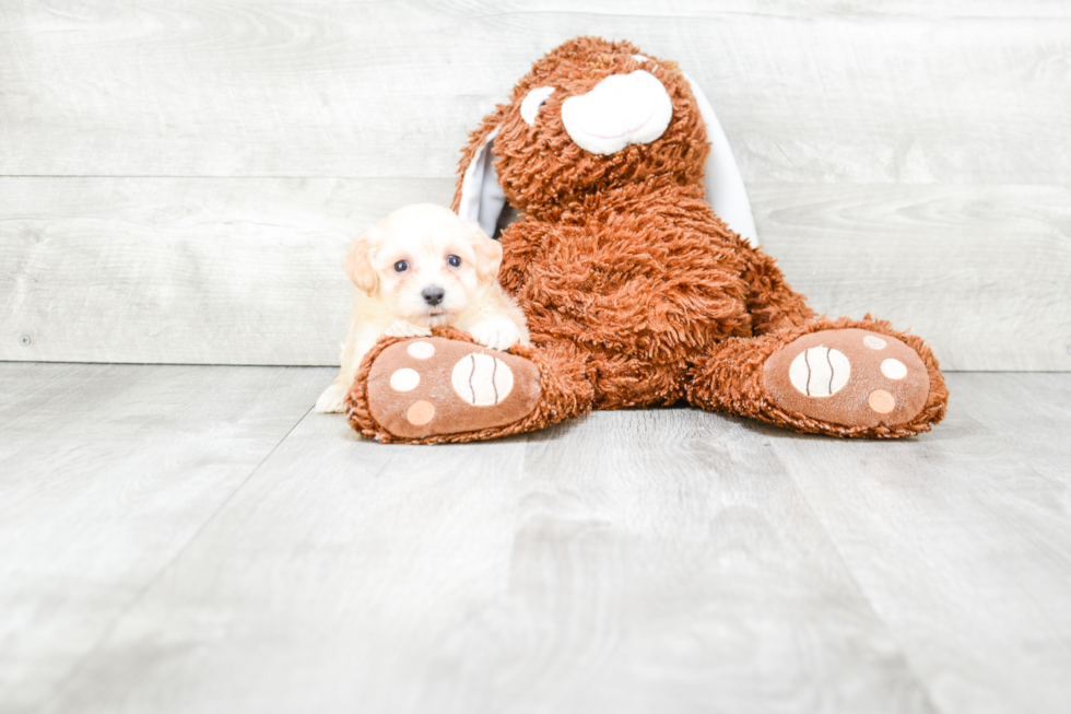 Petite Maltipoo Poodle Mix Pup