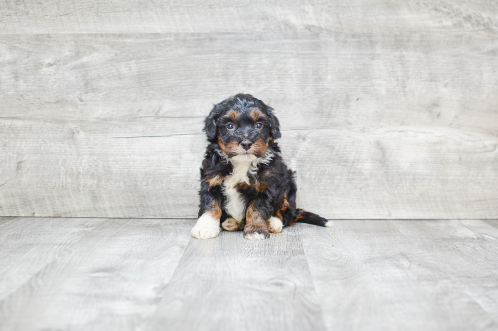 Best Mini Bernedoodle Baby