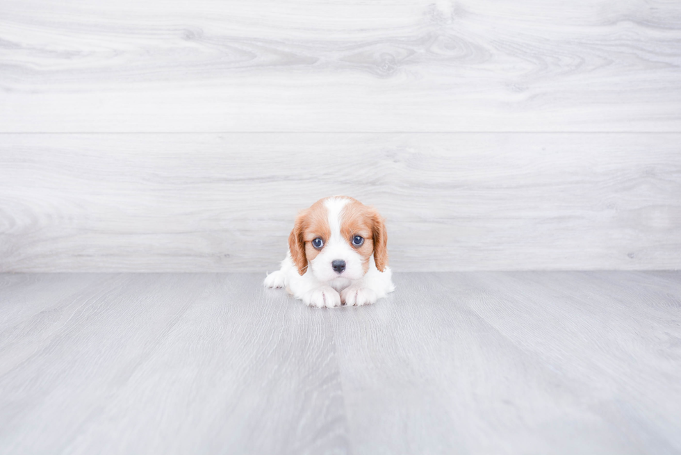 Best Cavalier King Charles Spaniel Baby