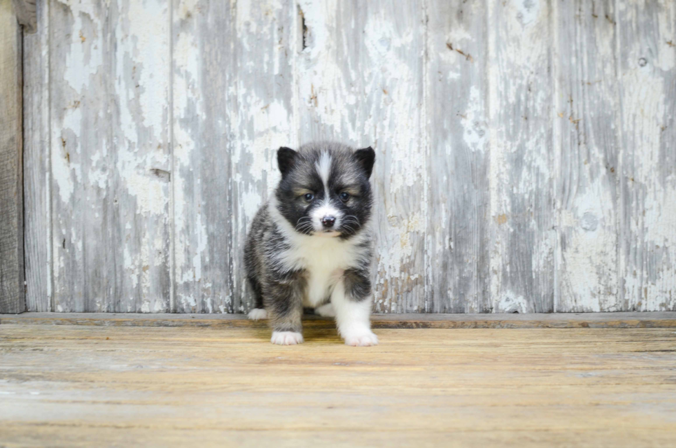 Sweet Pomsky Baby