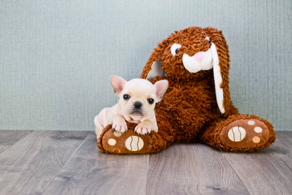 Best French Bulldog Baby