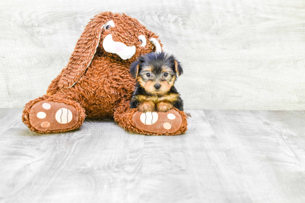 Meet Fiona - our Yorkshire Terrier Puppy Photo 