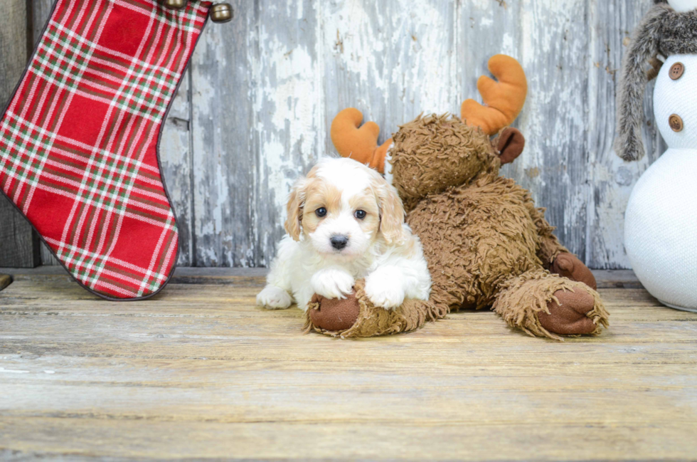 Sweet Cavapoo Baby