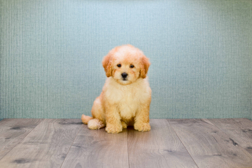 Mini Goldendoodle Puppy for Adoption