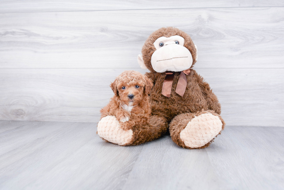 Poodle Pup Being Cute