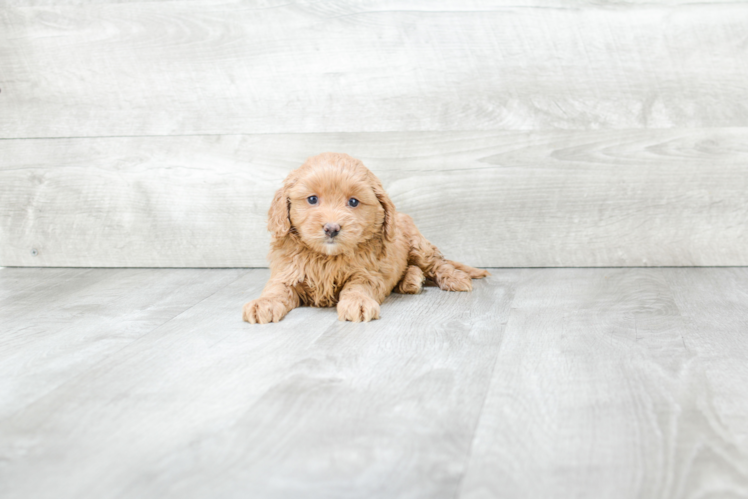 Cockapoo Pup Being Cute