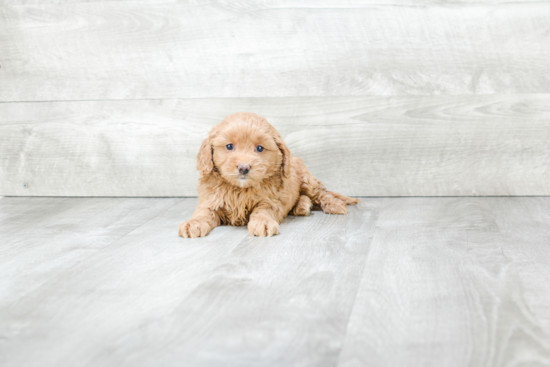 Cockapoo Pup Being Cute