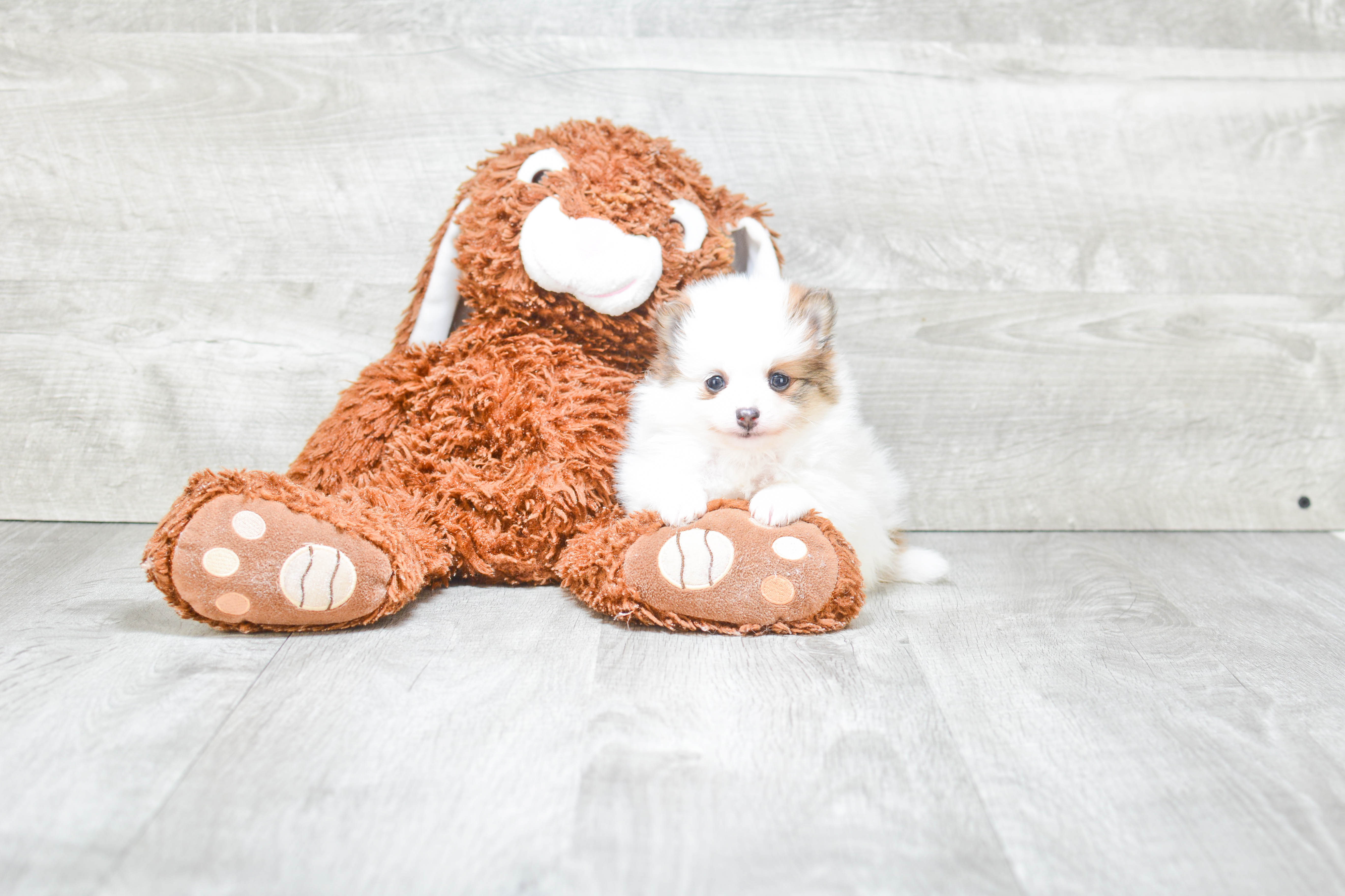 Pomeranian Puppy for Adoption