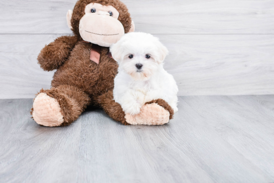 Maltese Pup Being Cute