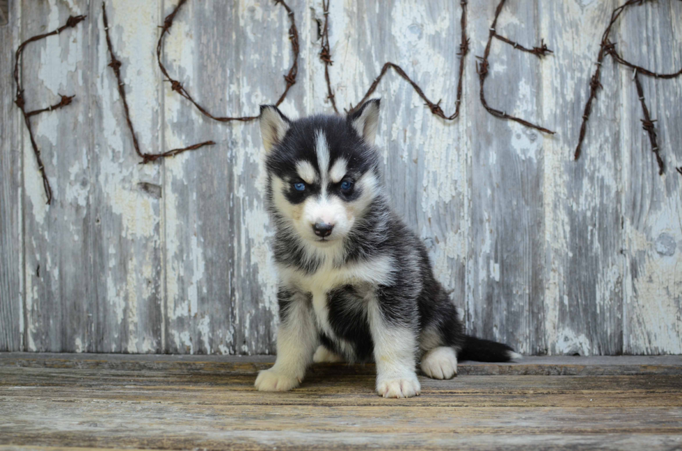 Cute Siberian Husky Mix Pup