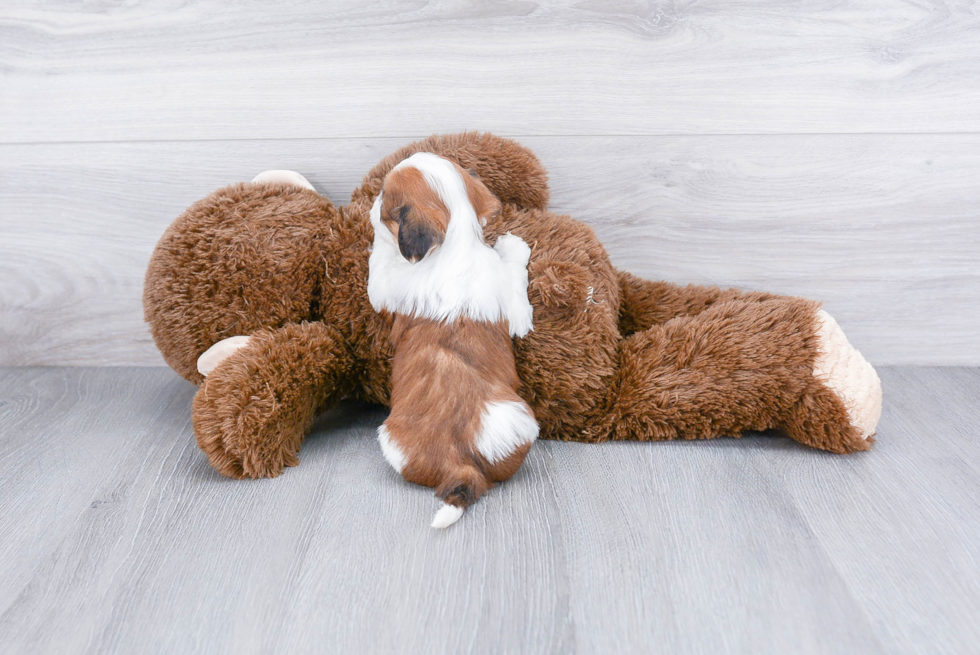 Funny Teddy Bear Designer Pup