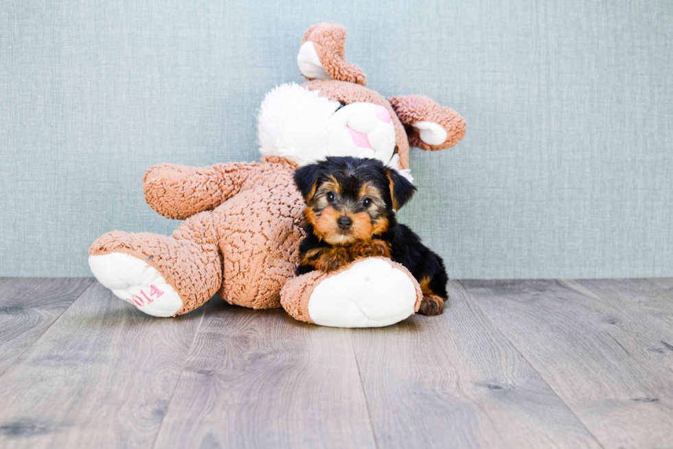 Meet Roscoe - our Yorkshire Terrier Puppy Photo 