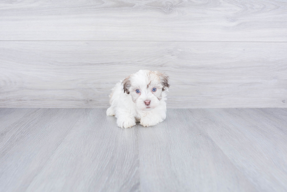 Popular Havanese Purebred Pup