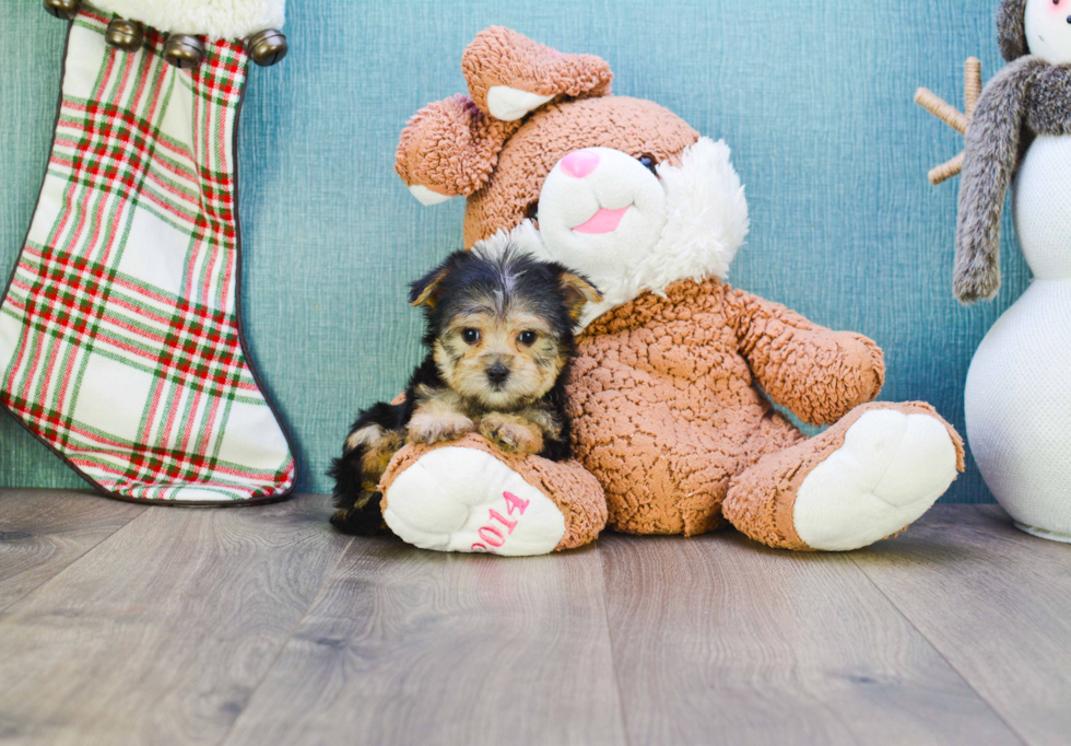 Best Morkie Baby