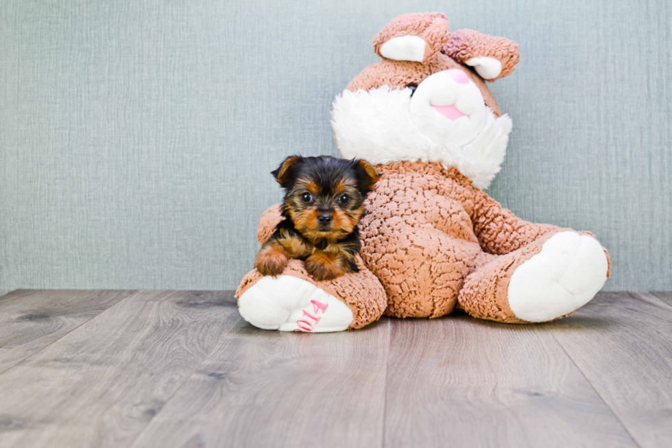 Meet Tinkerbell - our Yorkshire Terrier Puppy Photo 