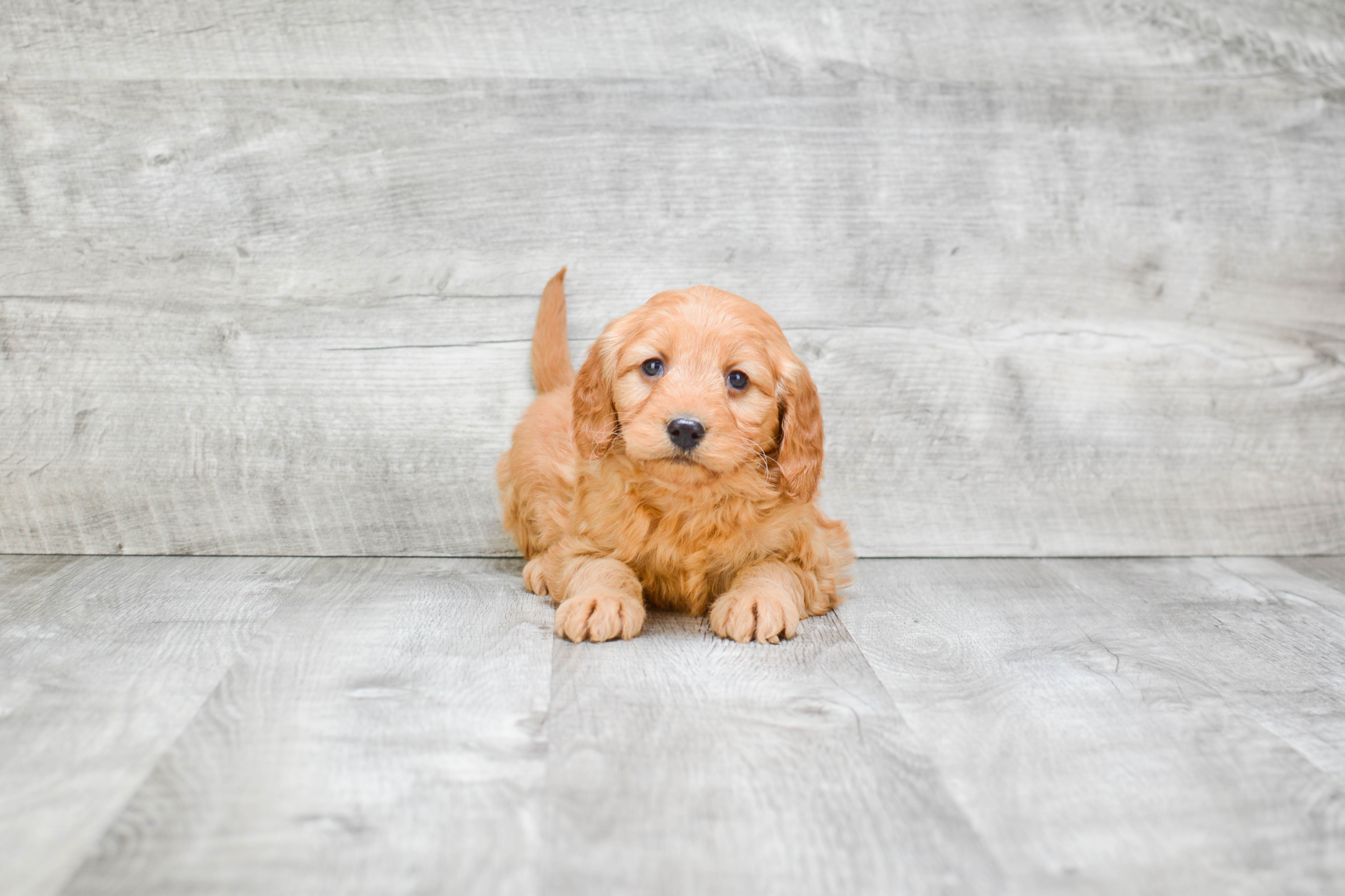 Mini Goldendoodle Pup Being Cute