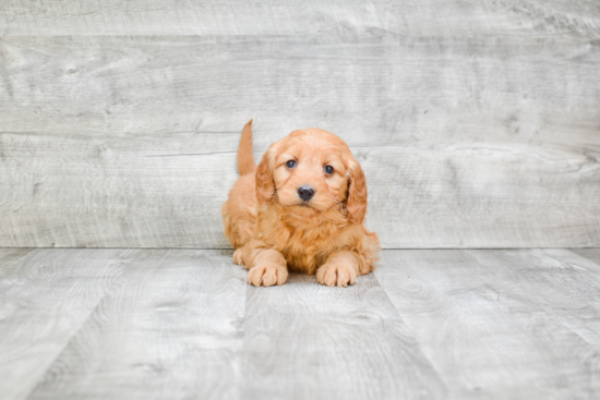 Mini Goldendoodle Pup Being Cute