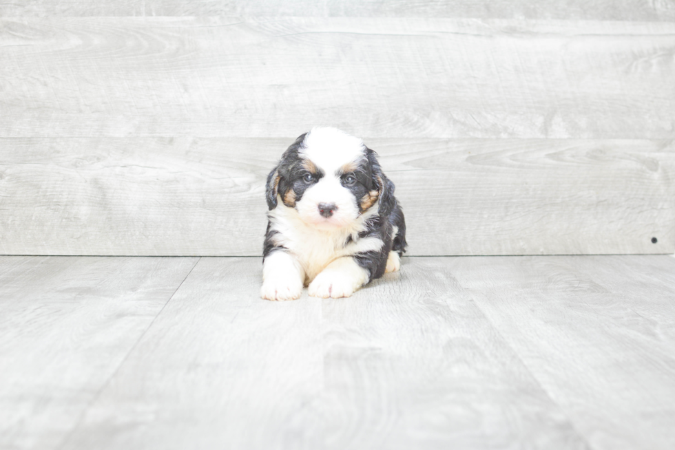 Small Mini Bernedoodle Baby