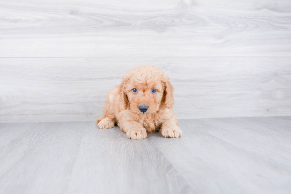 Mini Goldendoodle Puppy for Adoption