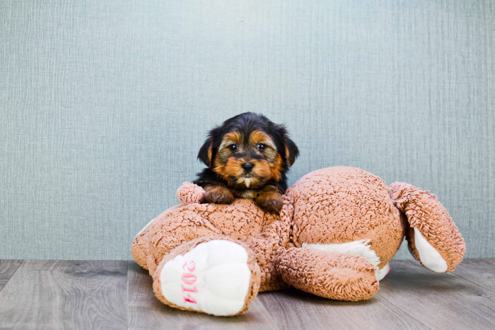 Meet Stevo - our Yorkshire Terrier Puppy Photo 