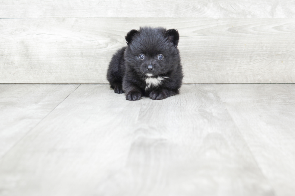 Funny Pomeranian Baby