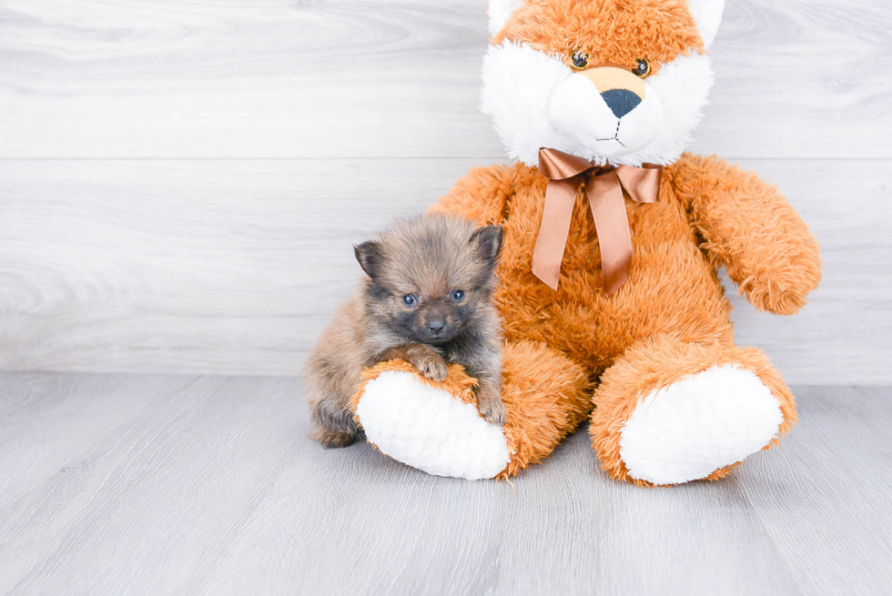 Hypoallergenic Pomeranian Baby