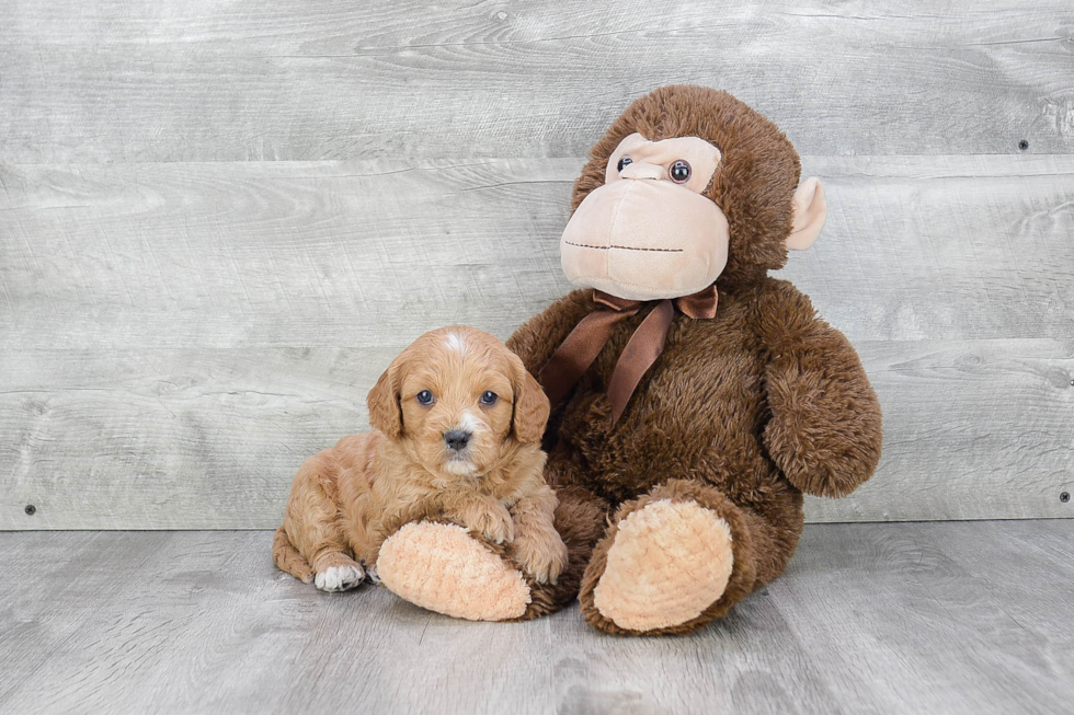 Cavapoo Pup Being Cute