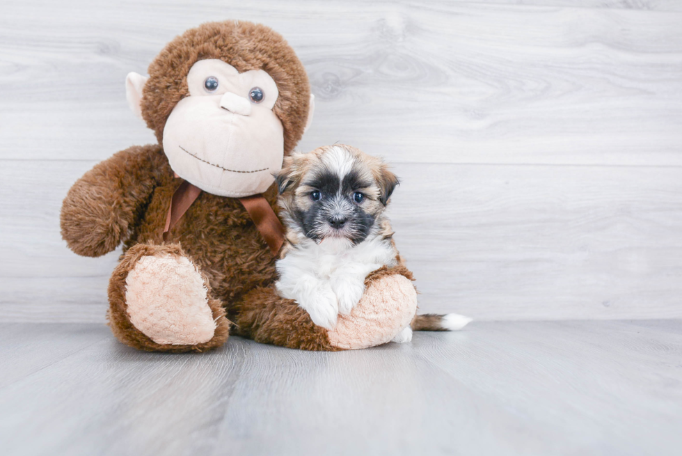 Funny Havanese Purebred Pup