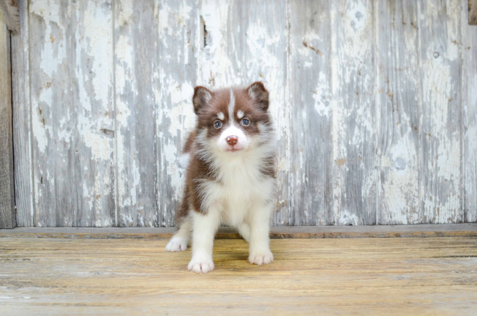 Smart Pomsky Designer Pup