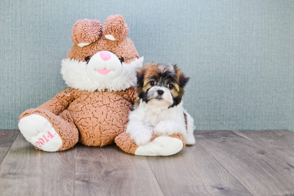 Sweet Havanese Purebred Puppy