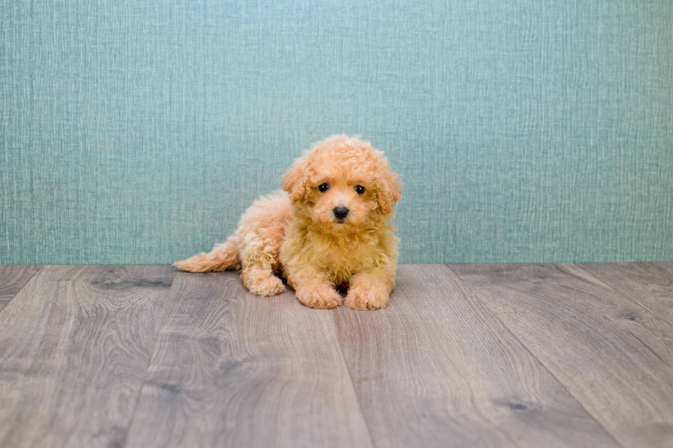 Small Cavapoo Baby