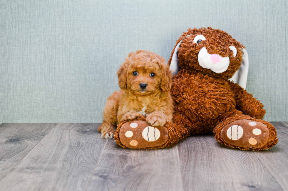 Cute Cavapoo Baby