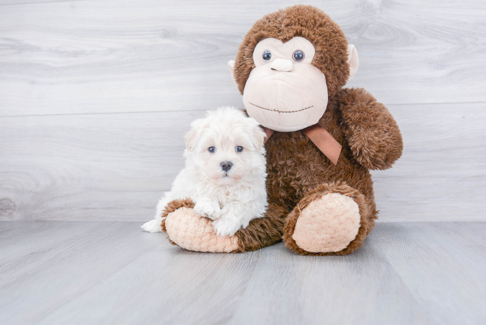 Maltipoo Pup Being Cute