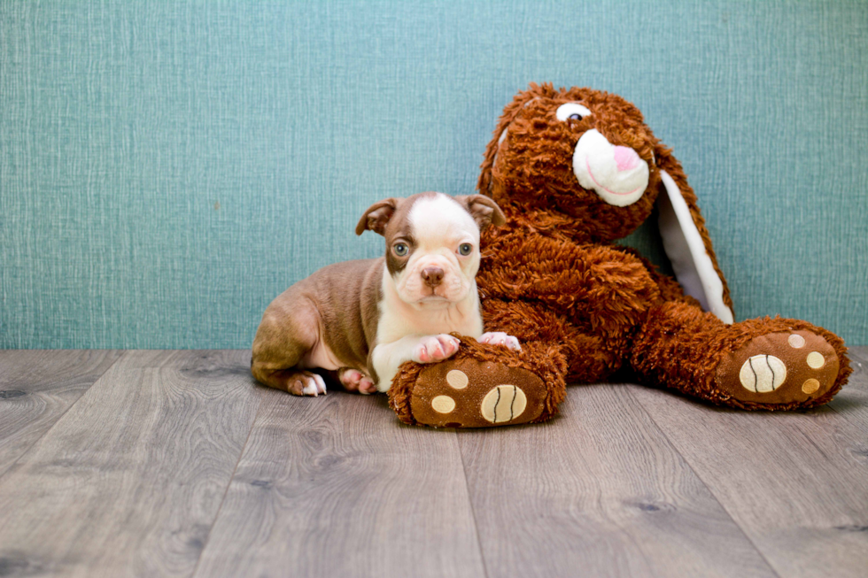 Hypoallergenic Boston Terrier Baby