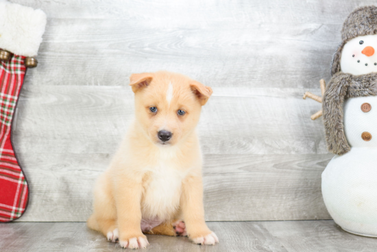 Pomsky Puppy for Adoption