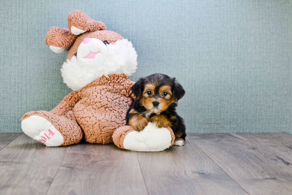 Meet Bronze - our Yorkshire Terrier Puppy Photo 