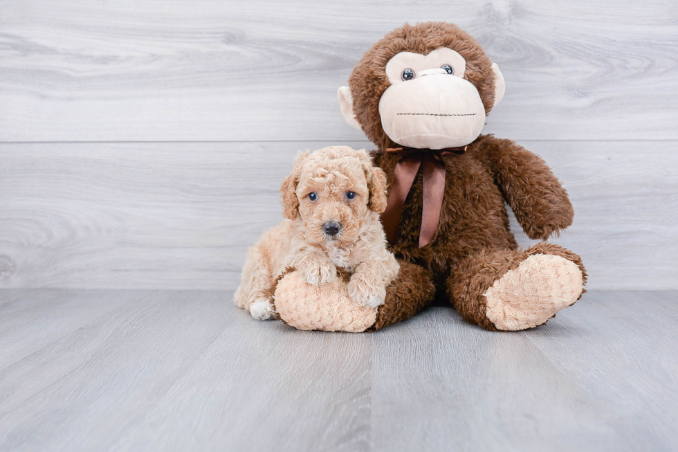 Mini Goldendoodle Pup Being Cute