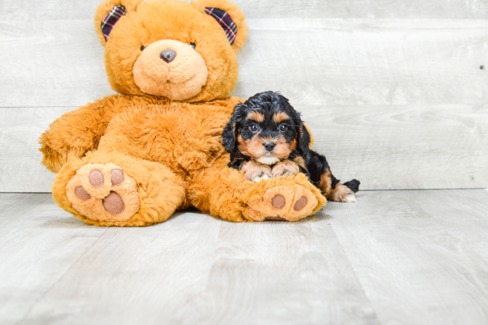 Best Cavapoo Baby