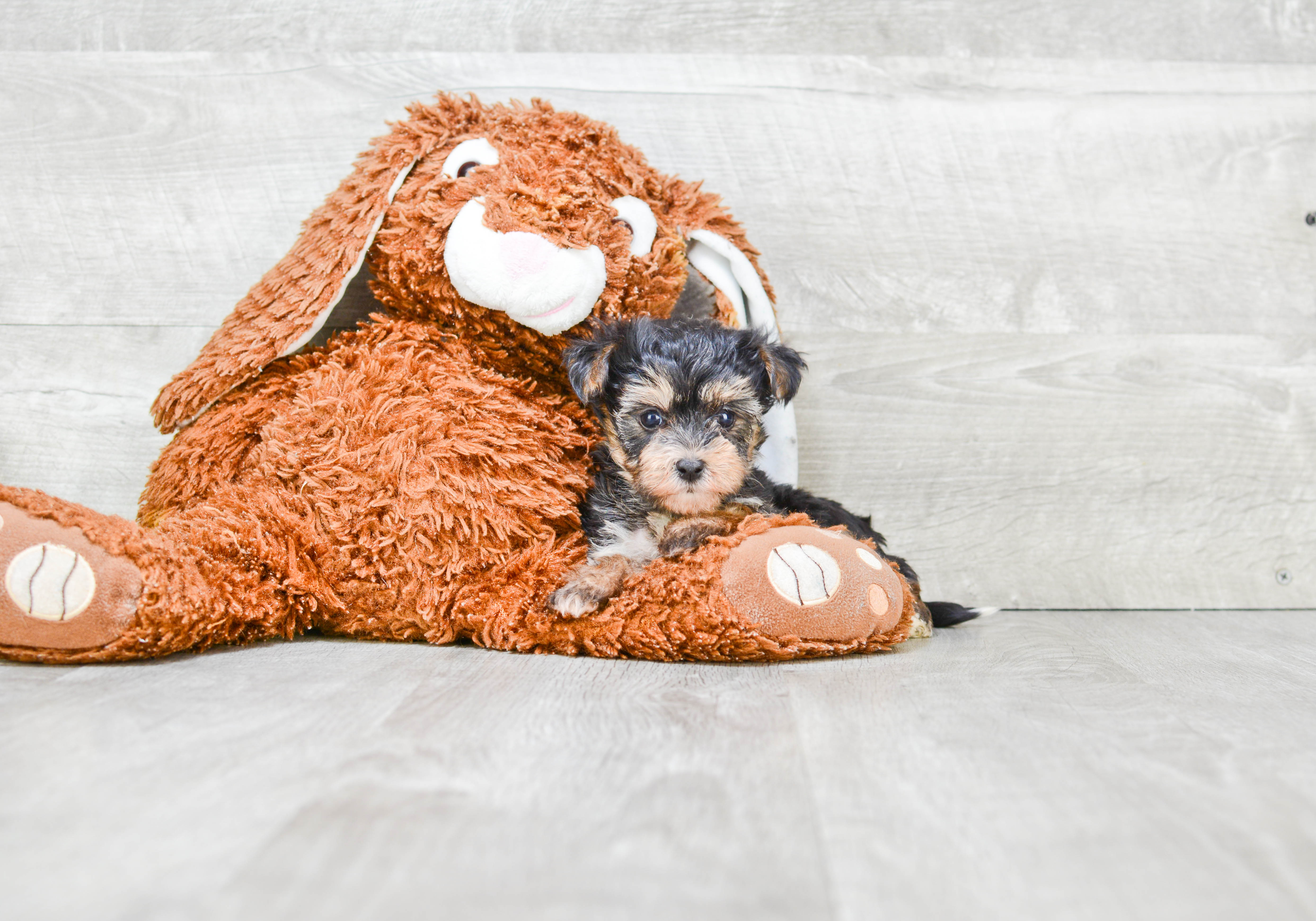 Friendly Morkie Baby