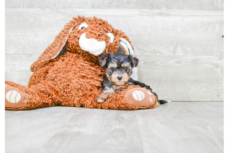 Friendly Morkie Baby