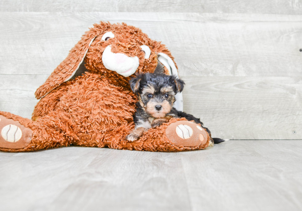 Friendly Morkie Baby