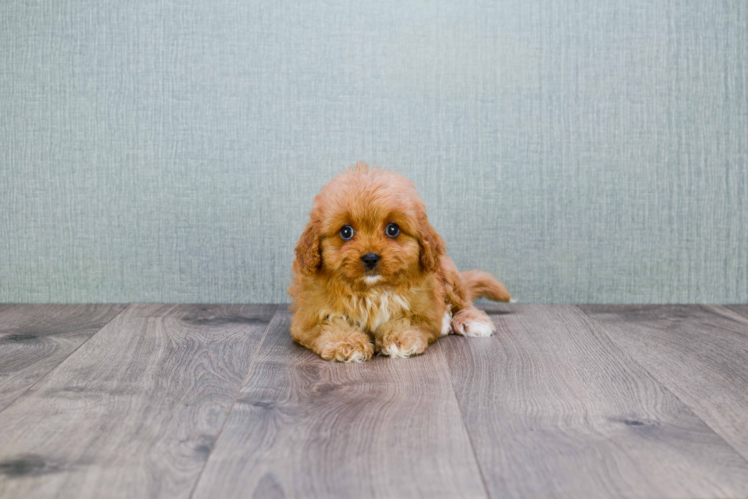 Friendly Cavapoo Baby