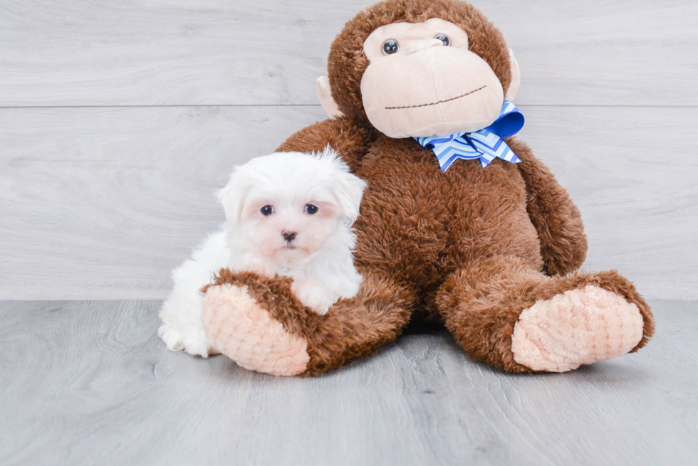 Sweet Maltese Purebred Puppy