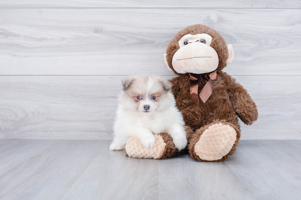 Smart Pomeranian Purebred Puppy