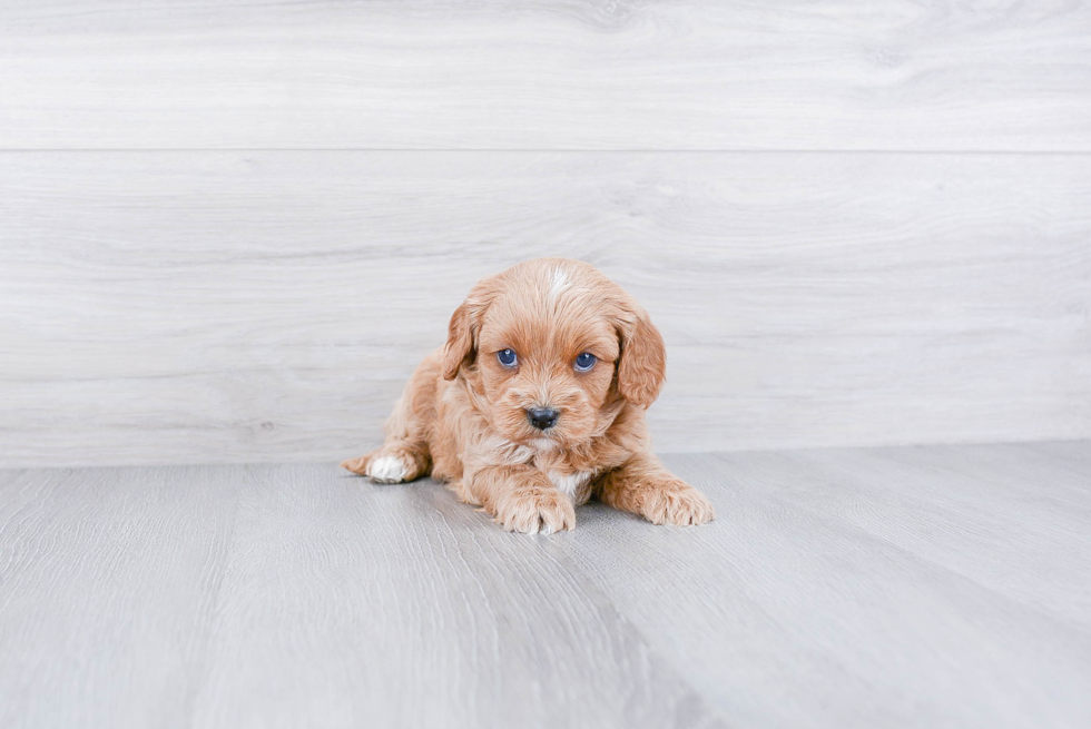 Best Cavapoo Baby