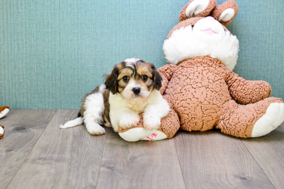 Funny Cavachon Designer Pup