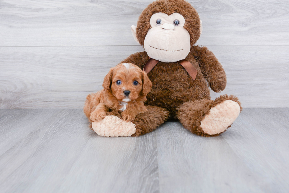 Cavapoo Pup Being Cute