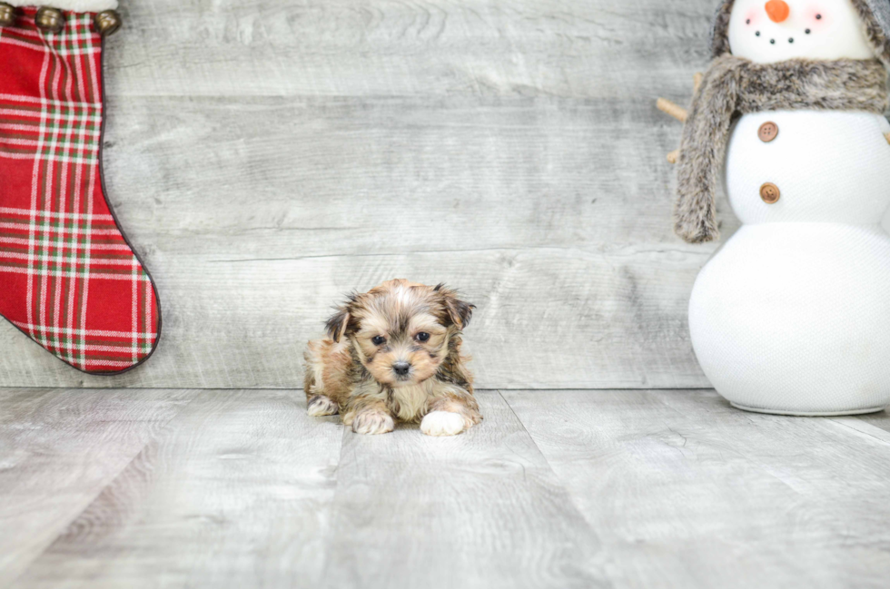 Petite Morkie Designer Pup