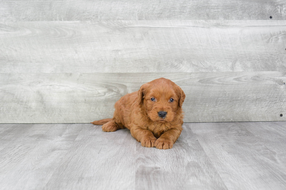 Playful Golden Retriever Poodle Mix Puppy