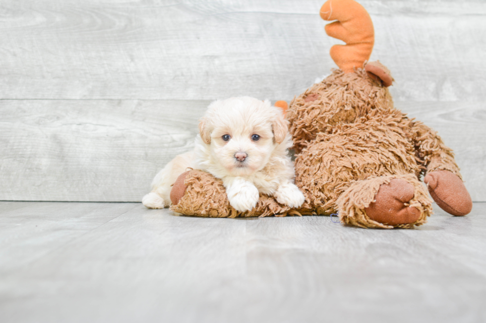 Adorable Maltese Poodle Poodle Mix Puppy